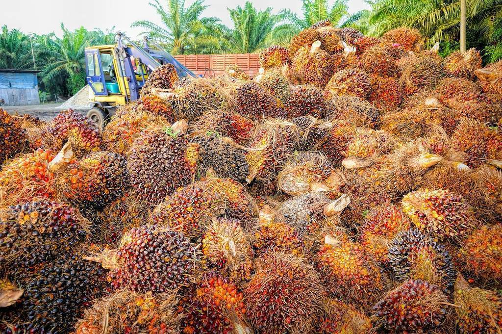Ilustrasi perkebunan kelapa sawit dan minyak kelapa sawit mentah CPO di Indonesia