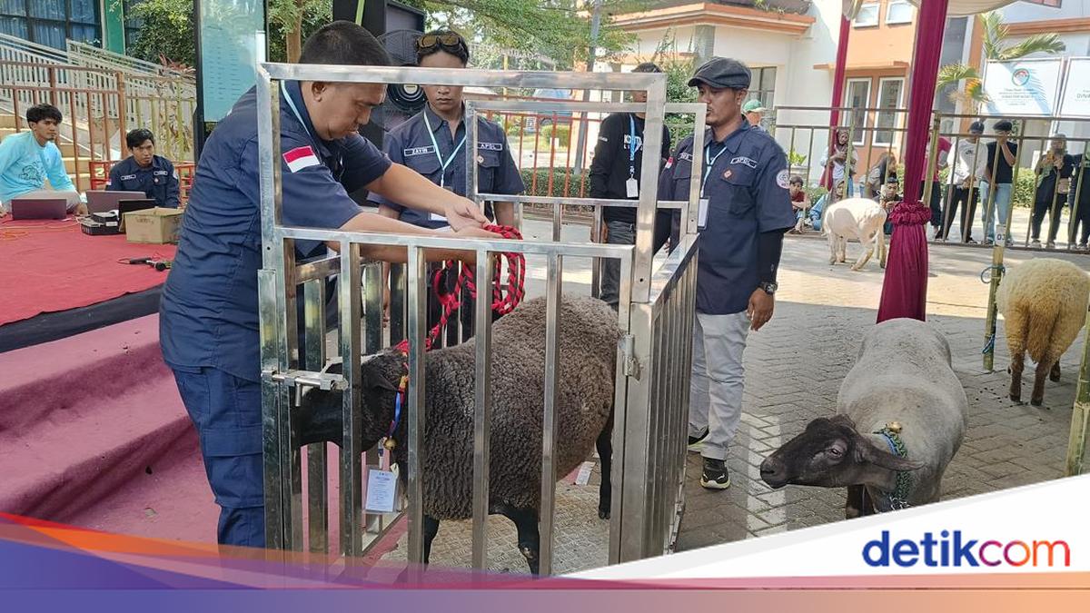 Kontes adu bobot domba dari jenis lokal hingga Texel di Lumajang