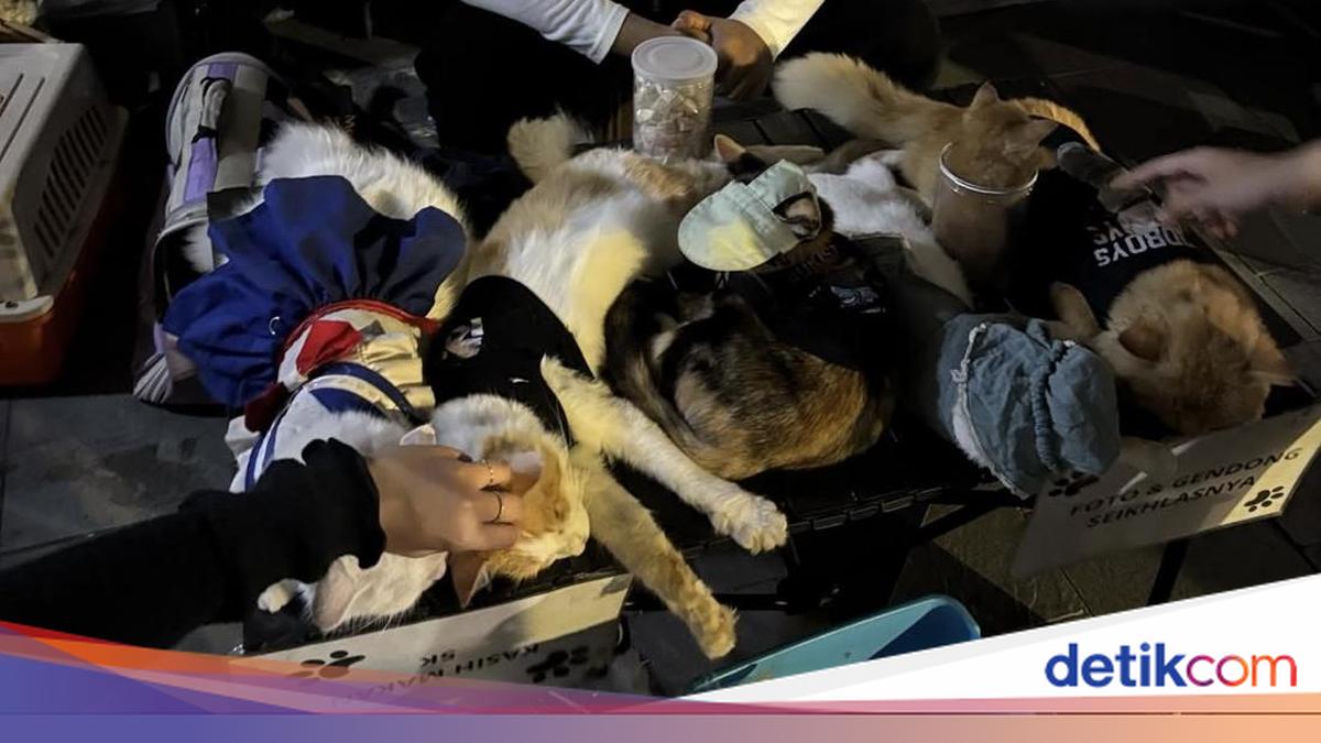 Penjelasan Dokter Hewan Soal Kucing Berkostum Pasif, Begini Faktanya