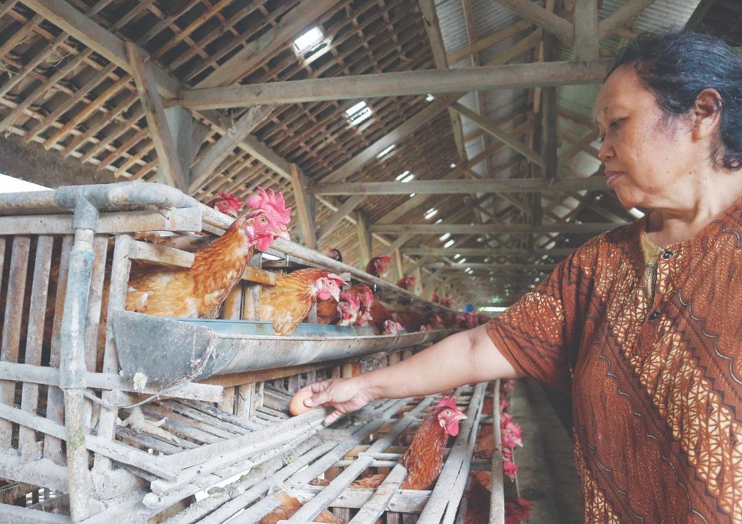 Peternakan ayam petelur di Blitar yang menjadi episentrum penopang telur nasional